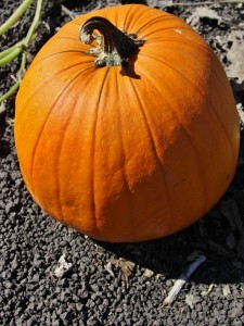 Pumpkin: Commonly mistaken for an orange bball. 