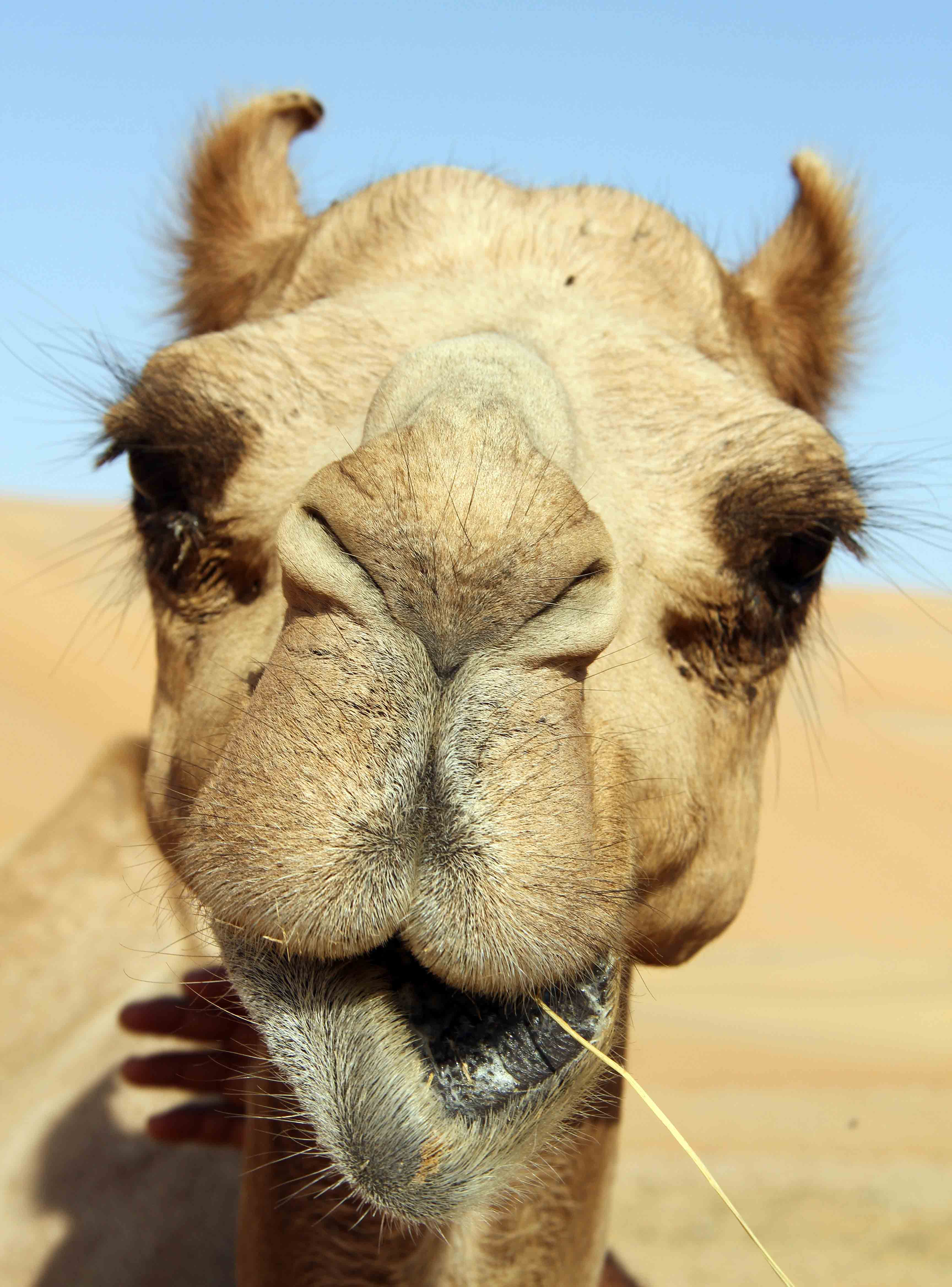 This camel was definitely ready for his close-up