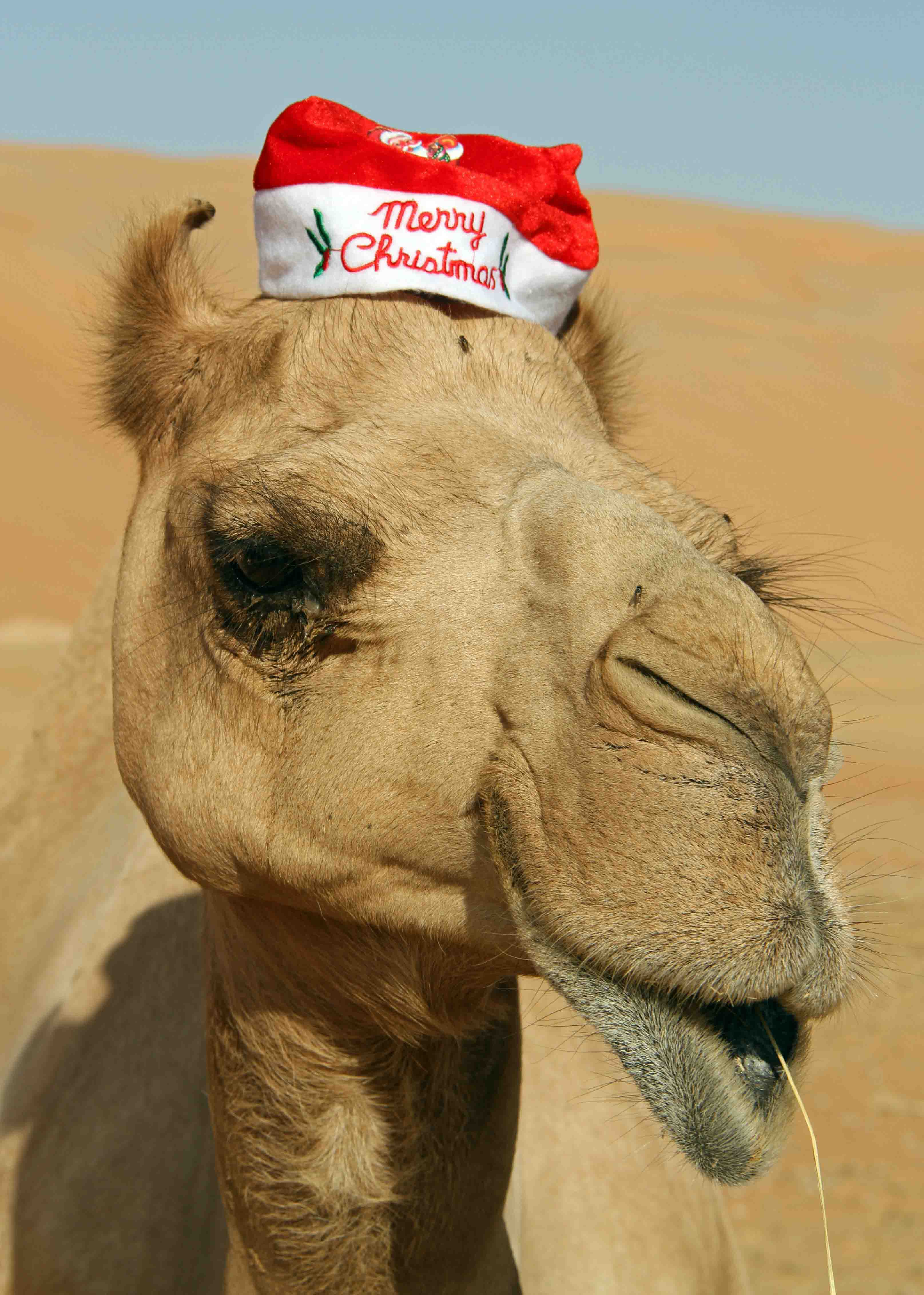 A very patient camel in the vast desert dunes known as the Empty Quarter wishes you all Merry Christmas!