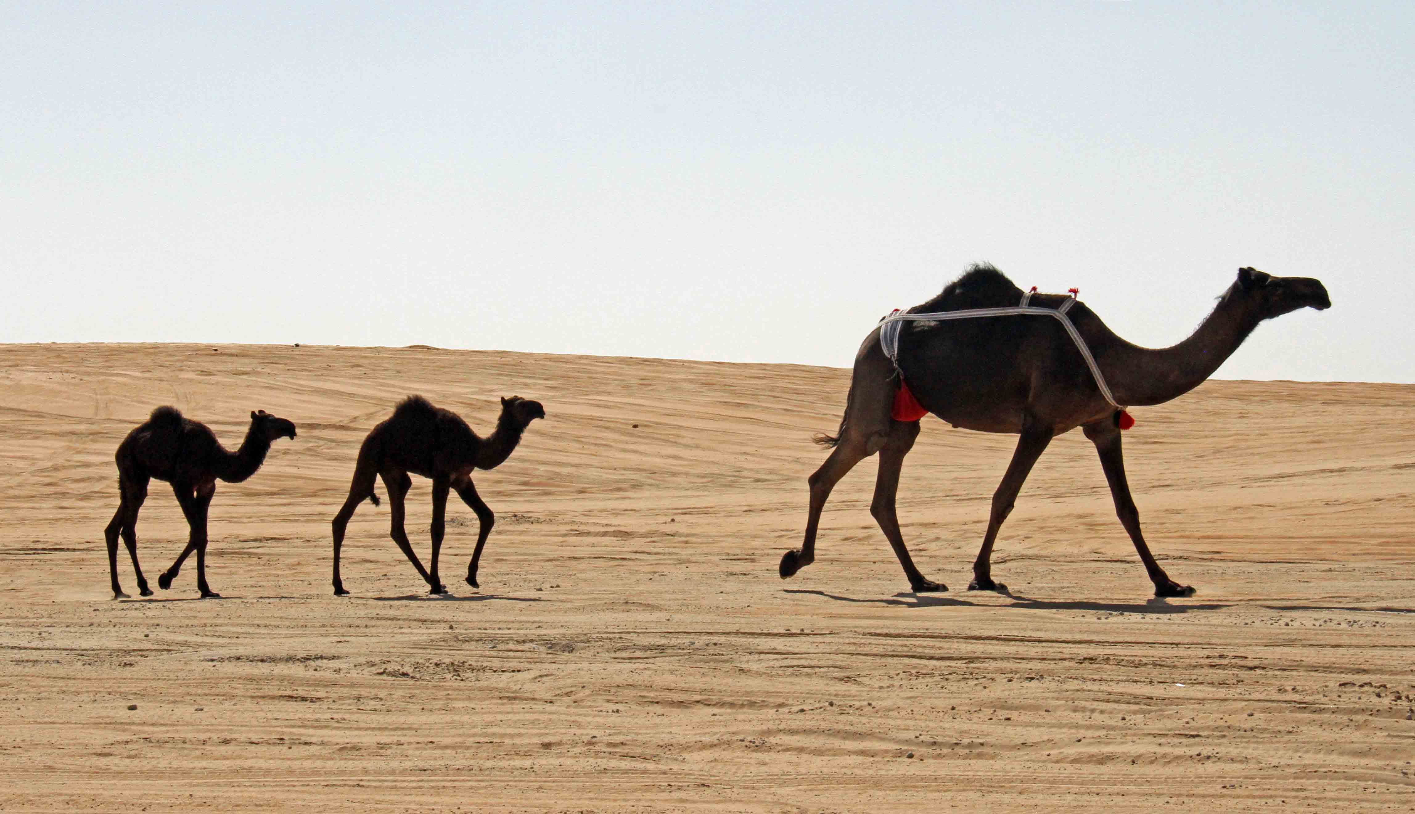 A mother camel and her two young camels trailing behind.