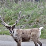 Denali National Park_0010