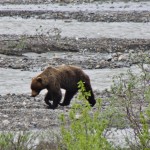 Denali National Park_0020