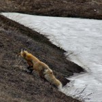 Denali National Park_0029