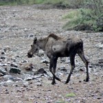 Denali National Park_0050