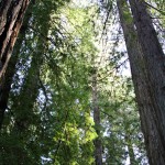 Armstrong Redwoods_0083