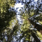 Armstrong Redwoods_0173