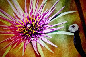 Nature-Flowers Plants-Stylized- 0575