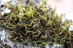 Moss_Lichen_022